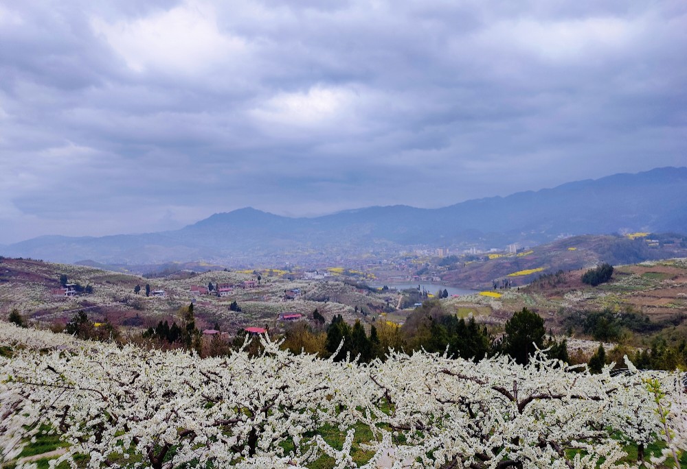 山花烂漫.jpg